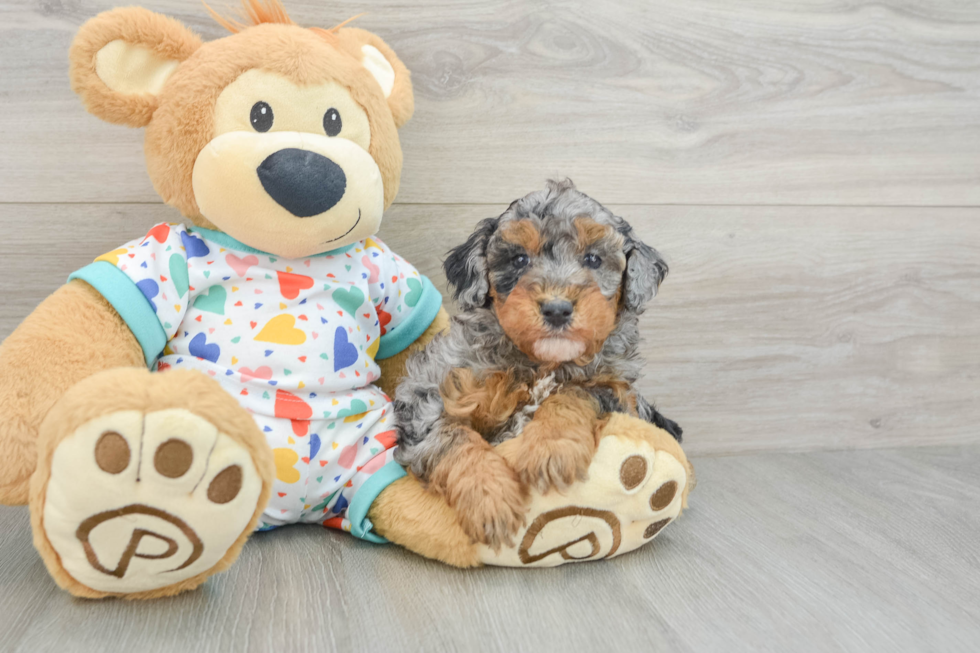 Funny Havapoo Poodle Mix Pup