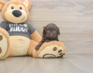 7 week old Havapoo Puppy For Sale - Seaside Pups