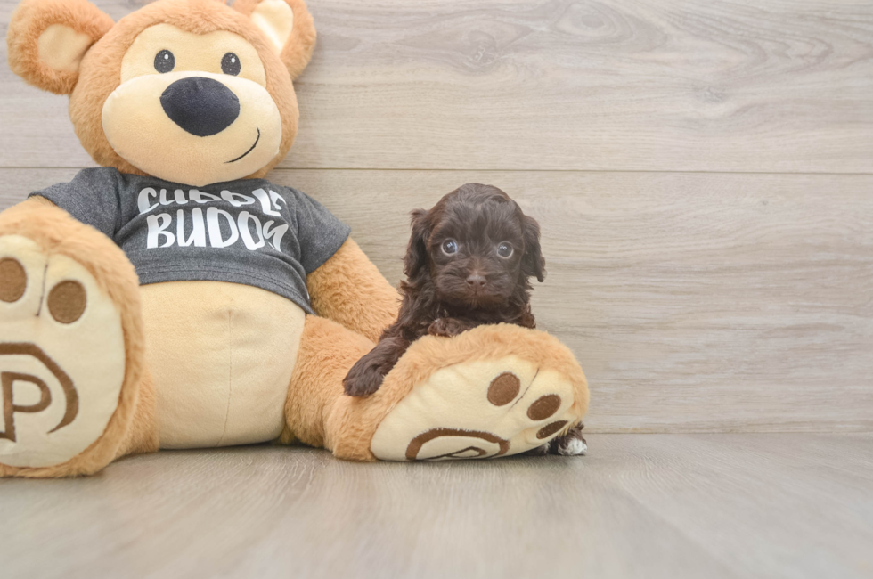 5 week old Havapoo Puppy For Sale - Seaside Pups