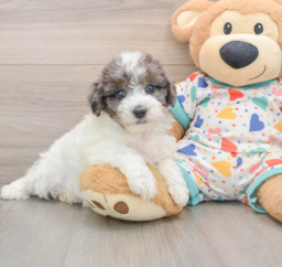 7 week old Havapoo Puppy For Sale - Seaside Pups