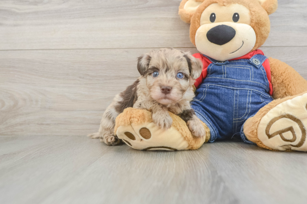 5 week old Havapoo Puppy For Sale - Seaside Pups
