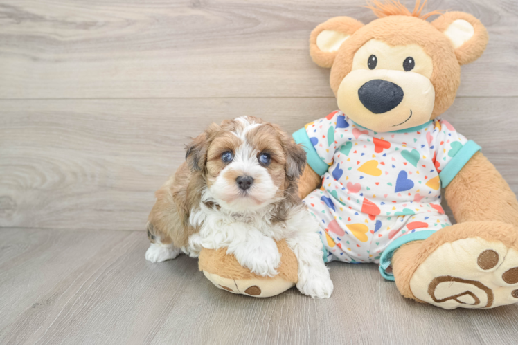 Popular Havapoo Poodle Mix Pup