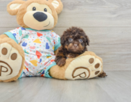 9 week old Havapoo Puppy For Sale - Seaside Pups