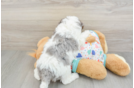 Little Havadoodle Poodle Mix Puppy