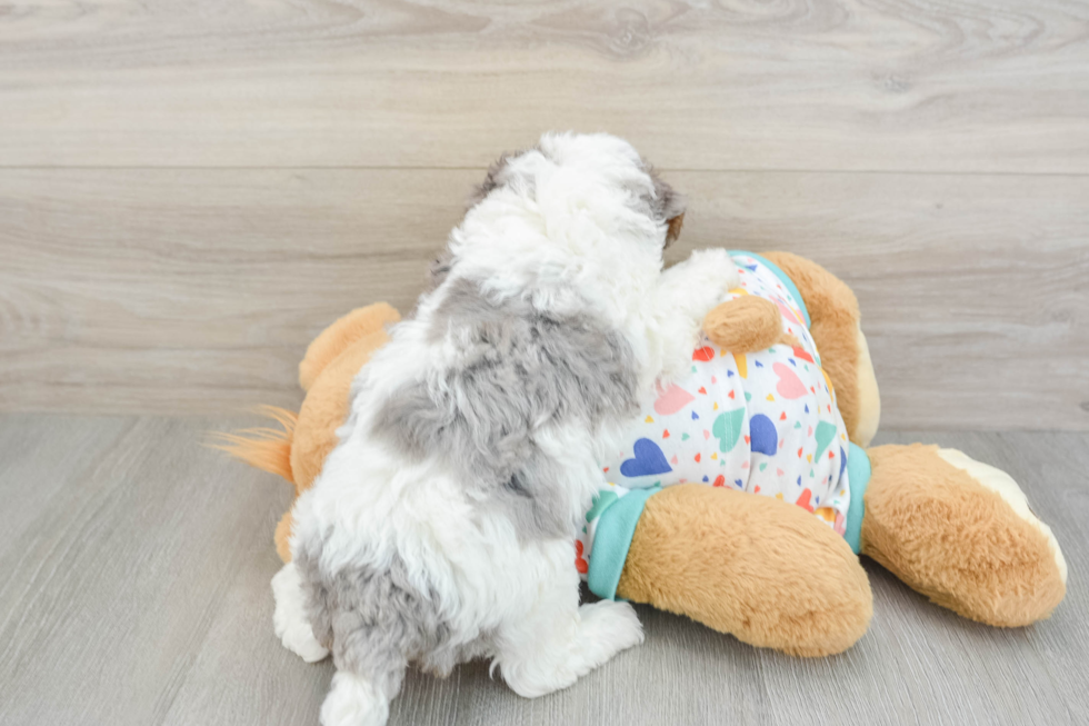 Little Havadoodle Poodle Mix Puppy