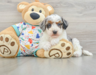 7 week old Havapoo Puppy For Sale - Seaside Pups
