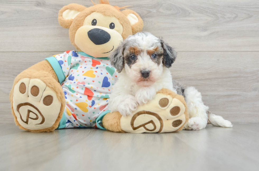 5 week old Havapoo Puppy For Sale - Seaside Pups