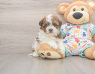 8 week old Havapoo Puppy For Sale - Seaside Pups