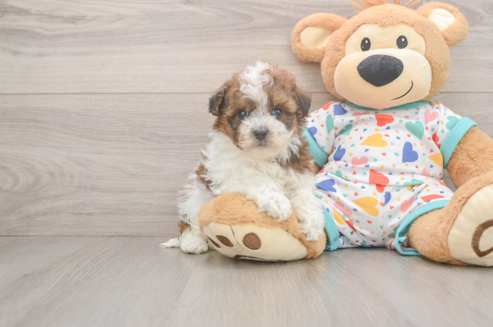 5 week old Havapoo Puppy For Sale - Seaside Pups