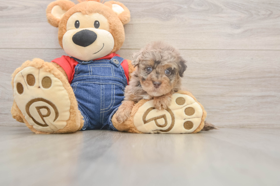 5 week old Havapoo Puppy For Sale - Seaside Pups