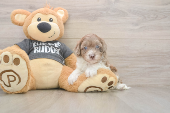 Havapoo Puppy for Adoption