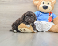 8 week old Havapoo Puppy For Sale - Seaside Pups