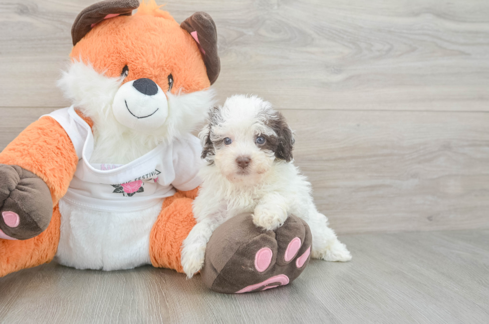 6 week old Havapoo Puppy For Sale - Seaside Pups