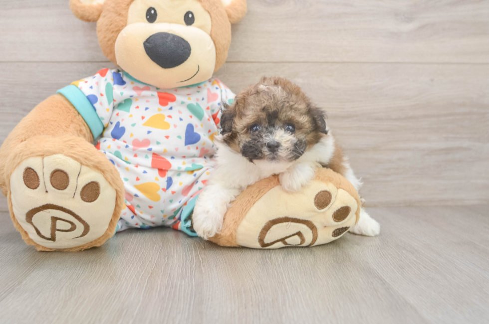 5 week old Havapoo Puppy For Sale - Seaside Pups