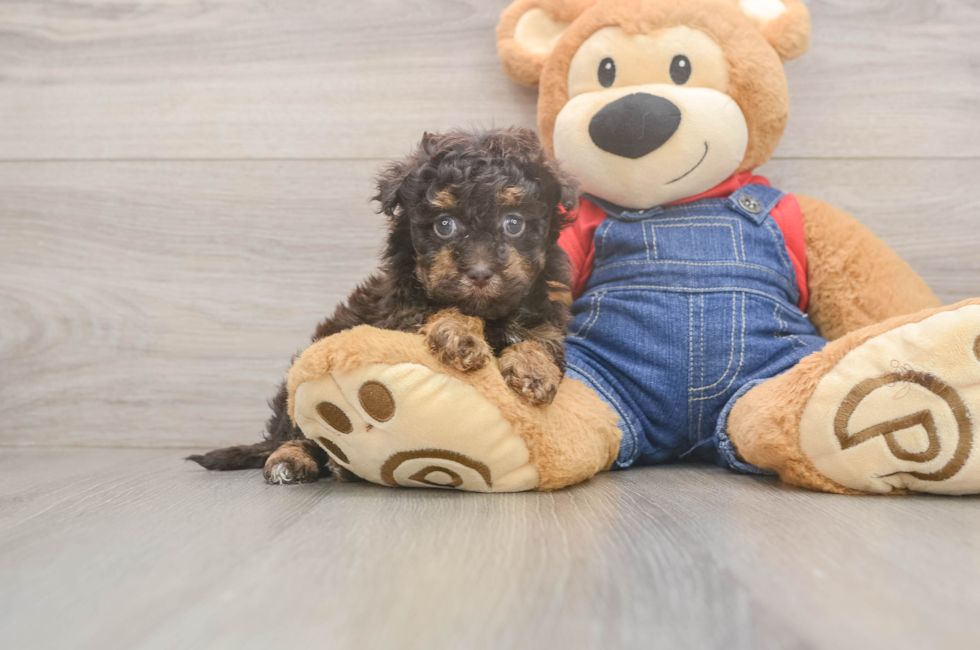 5 week old Havapoo Puppy For Sale - Seaside Pups