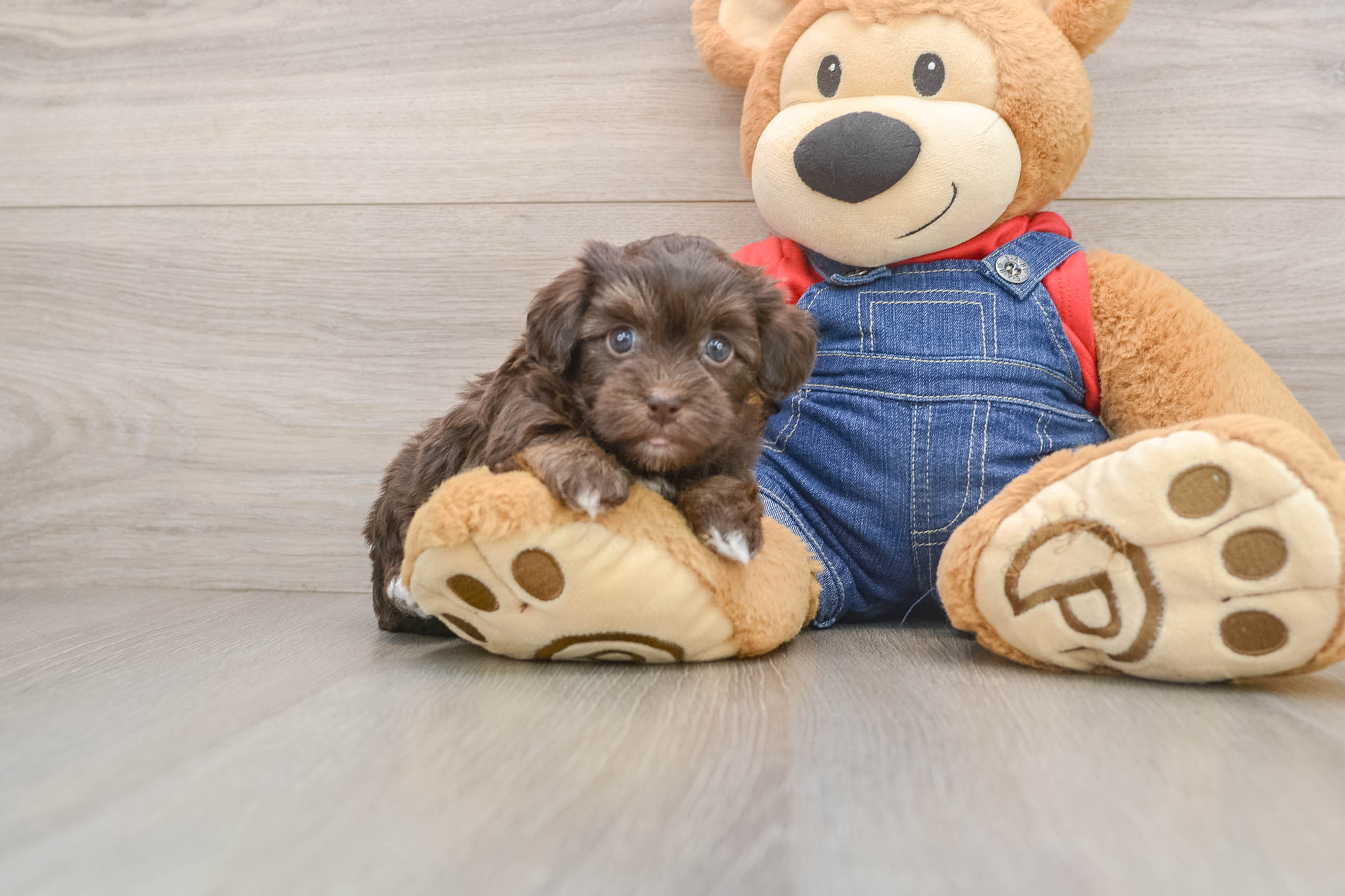 Hypoallergenic Havadoodle Poodle Mix Puppy