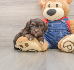 5 week old Havapoo Puppy For Sale - Seaside Pups