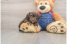 Hypoallergenic Havadoodle Poodle Mix Puppy