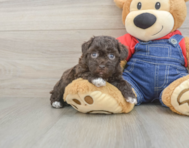 8 week old Havapoo Puppy For Sale - Seaside Pups