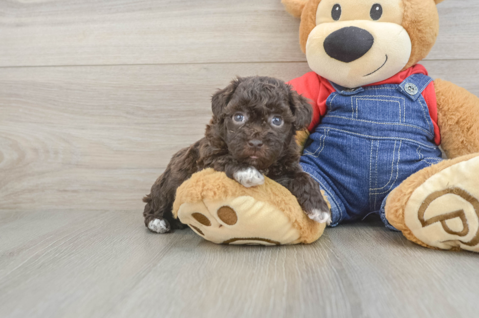5 week old Havapoo Puppy For Sale - Seaside Pups