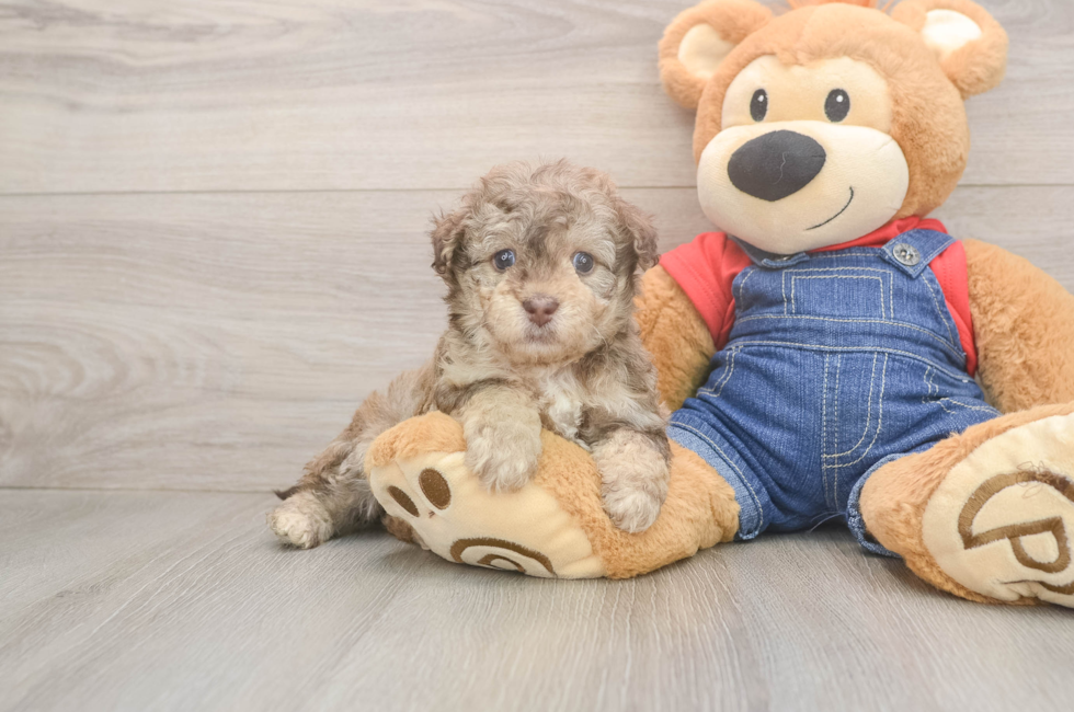5 week old Havapoo Puppy For Sale - Seaside Pups