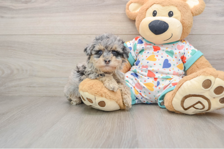 Havapoo Pup Being Cute