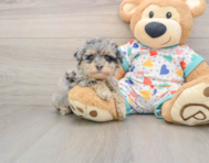 7 week old Havapoo Puppy For Sale - Seaside Pups