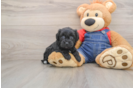 Havapoo Pup Being Cute
