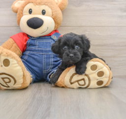 6 week old Havapoo Puppy For Sale - Seaside Pups