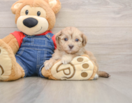 7 week old Havapoo Puppy For Sale - Seaside Pups