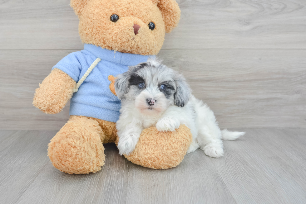 Playful Havanese Poodle Mix Puppy