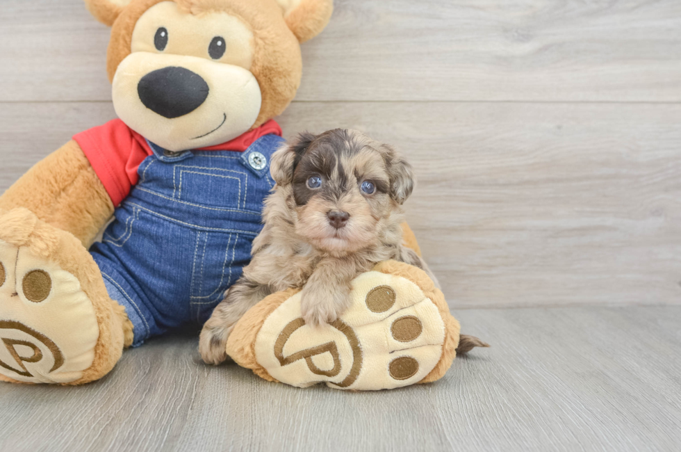 5 week old Havapoo Puppy For Sale - Seaside Pups