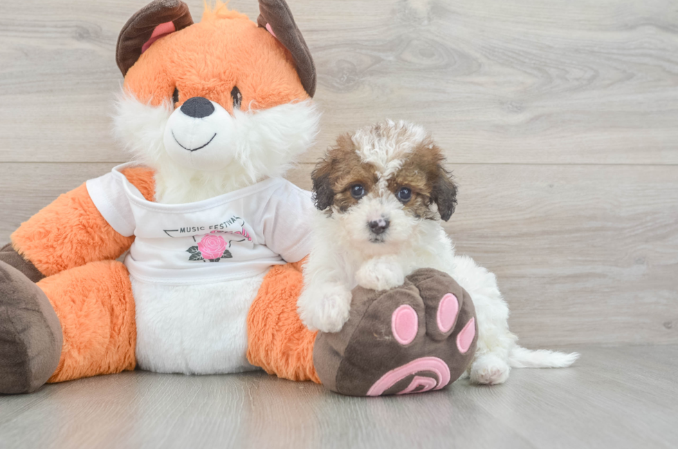 6 week old Havapoo Puppy For Sale - Seaside Pups