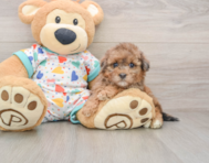 7 week old Havapoo Puppy For Sale - Seaside Pups