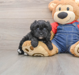 6 week old Havapoo Puppy For Sale - Seaside Pups