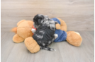 Havapoo Pup Being Cute