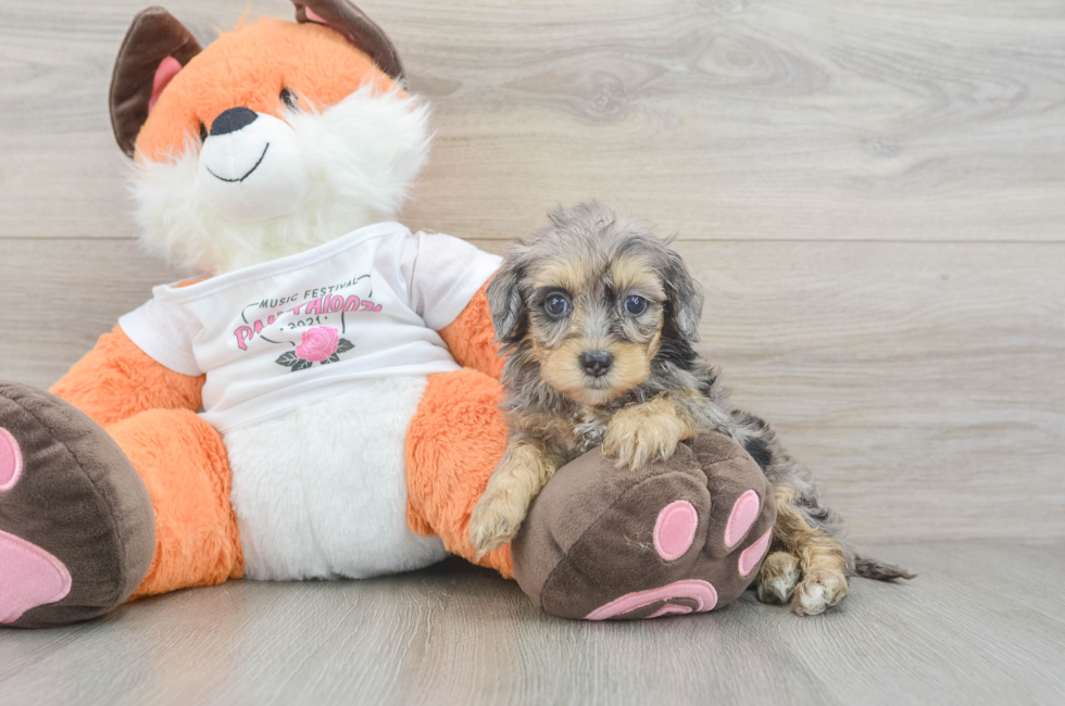 6 week old Havapoo Puppy For Sale - Seaside Pups
