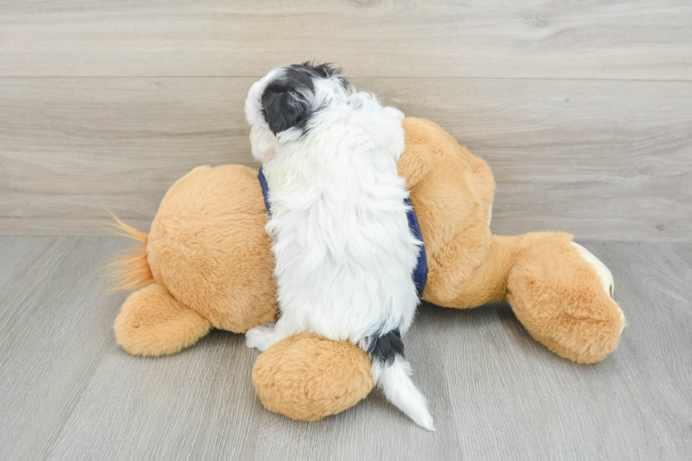 Funny Havapoo Poodle Mix Pup