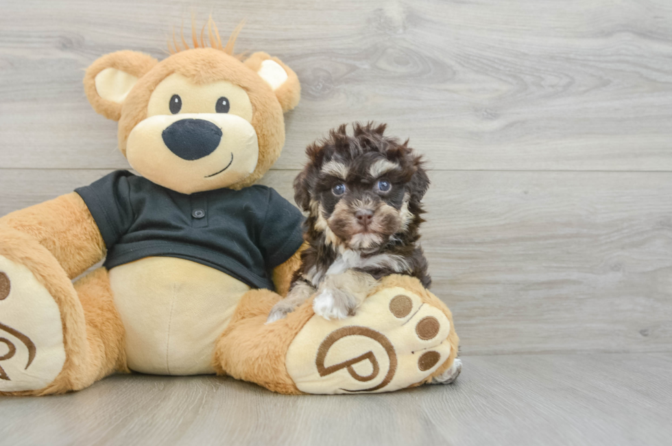 6 week old Havapoo Puppy For Sale - Seaside Pups