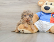8 week old Havapoo Puppy For Sale - Seaside Pups