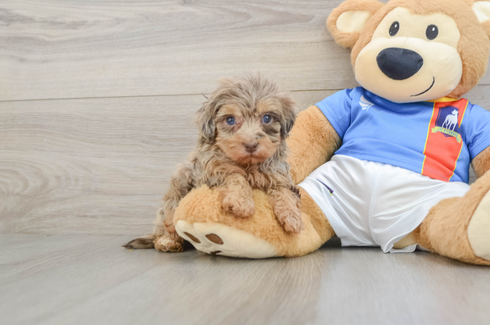 6 week old Havapoo Puppy For Sale - Seaside Pups