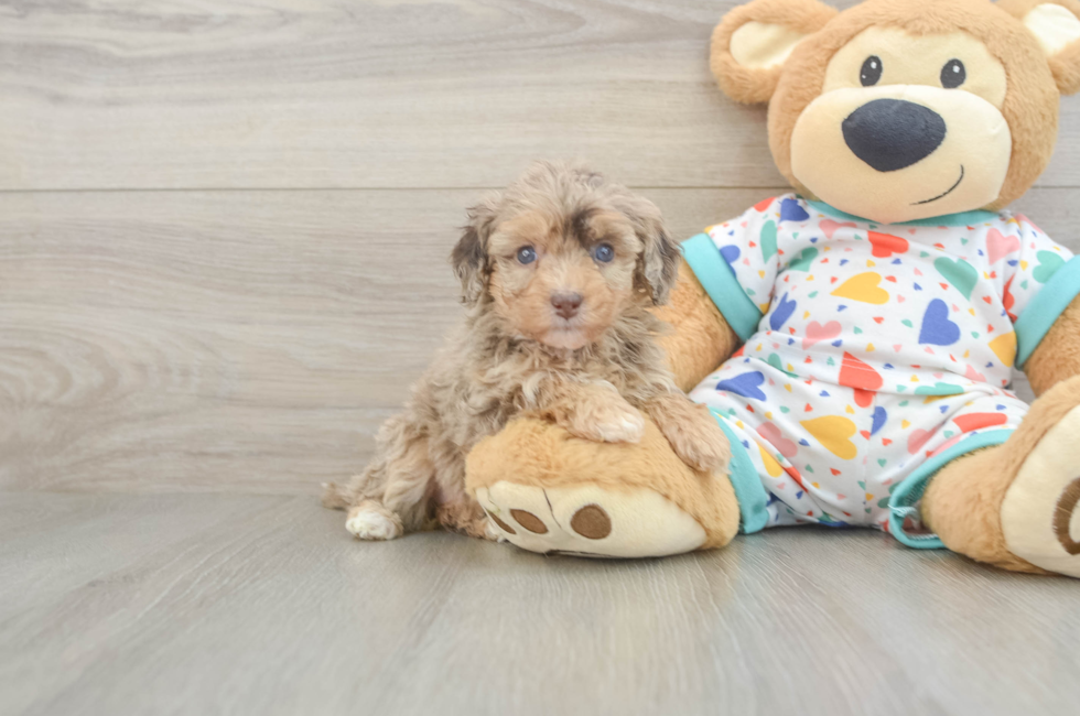 5 week old Havapoo Puppy For Sale - Seaside Pups
