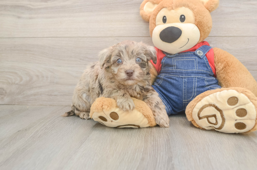 5 week old Havapoo Puppy For Sale - Seaside Pups