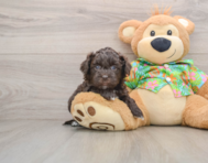 5 week old Havapoo Puppy For Sale - Seaside Pups