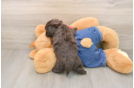 Little Havadoodle Poodle Mix Puppy
