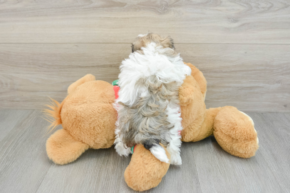 Petite Havapoo Poodle Mix Pup