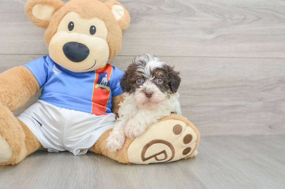 6 week old Havapoo Puppy For Sale - Seaside Pups