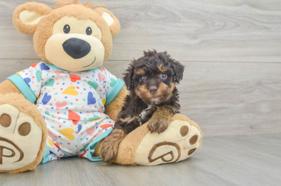 5 week old Havapoo Puppy For Sale - Seaside Pups