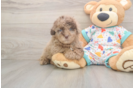 Havapoo Puppy for Adoption