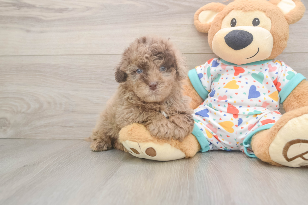 Havapoo Puppy for Adoption